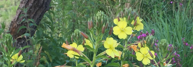 Blumen am Wegesrand